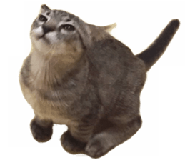 Hamdude sticker #15827568