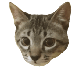 Hamdude sticker #15827572