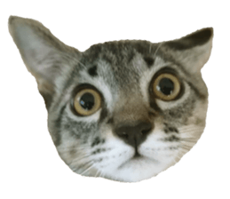 Hamdude sticker #15827573