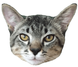 Hamdude sticker #15827576