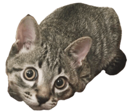 Hamdude sticker #15827577