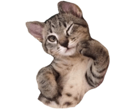 Hamdude sticker #15827579