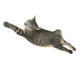 Hamdude sticker #15827580