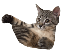 Hamdude sticker #15827584