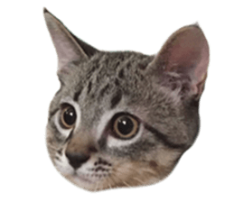Hamdude sticker #15827585