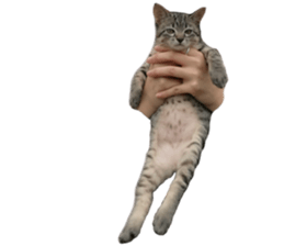 Hamdude sticker #15827586