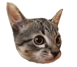 Hamdude sticker #15827587