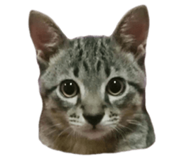 Hamdude sticker #15827589