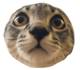 Hamdude sticker #15827591