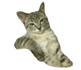 Hamdude sticker #15827595