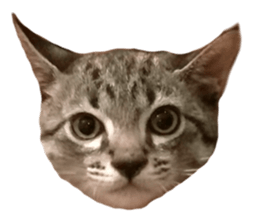 Hamdude sticker #15827596