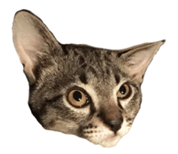Hamdude sticker #15827597
