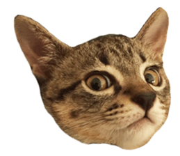 Hamdude sticker #15827598