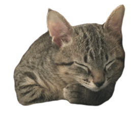 Hamdude sticker #15827599