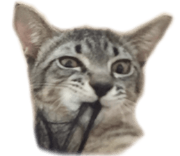 Hamdude sticker #15827600