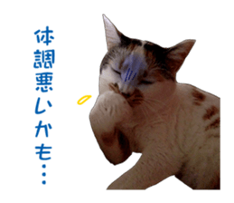she name is milk sticker #15827738