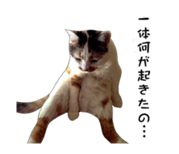 she name is milk sticker #15827740