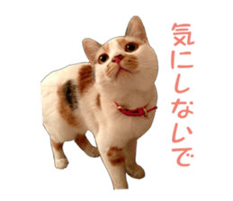 she name is milk sticker #15827743