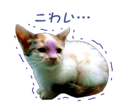 she name is milk sticker #15827747