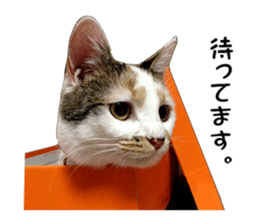 she name is milk sticker #15827755