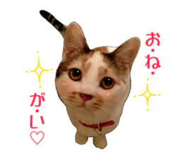 she name is milk sticker #15827759