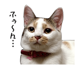 she name is milk sticker #15827760