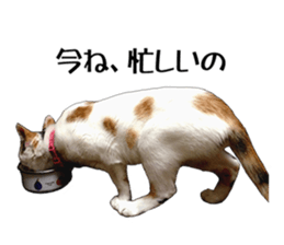 she name is milk sticker #15827764