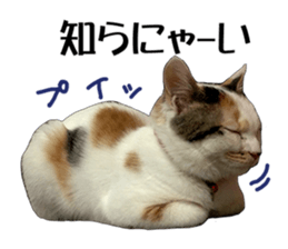 she name is milk sticker #15827767