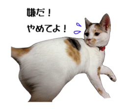 she name is milk sticker #15827768