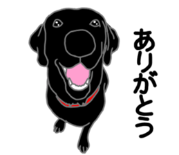 POLA the Black Labrador Retriever! sticker #15833501