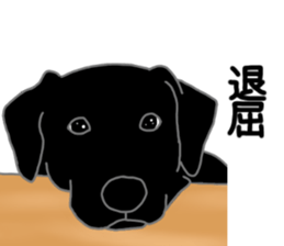 POLA the Black Labrador Retriever! sticker #15833518