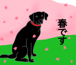 POLA the Black Labrador Retriever! sticker #15833519