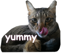 Meow General is a tabby sticker #15834507