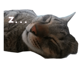 Meow General is a tabby sticker #15834508