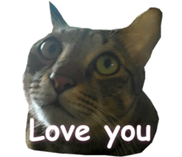 Meow General is a tabby sticker #15834511