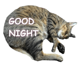 Meow General is a tabby sticker #15834513