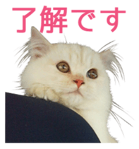 Cats Sticker8 sticker #15834802