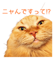 Cats Sticker8 sticker #15834803