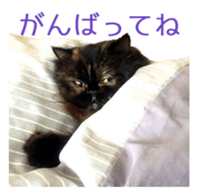 Cats Sticker8 sticker #15834805
