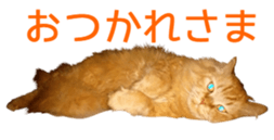 Cats Sticker8 sticker #15834806