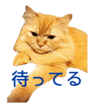 Cats Sticker8 sticker #15834808