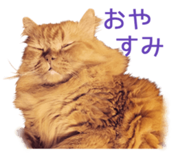 Cats Sticker8 sticker #15834809