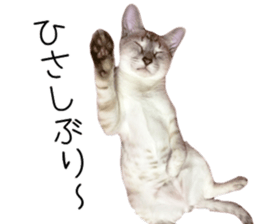 Home Guardinyan sticker #15839106