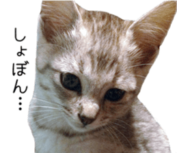 Home Guardinyan sticker #15839113