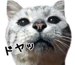 Home Guardinyan sticker #15839118