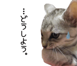 Home Guardinyan sticker #15839121