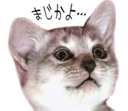 Home Guardinyan sticker #15839129