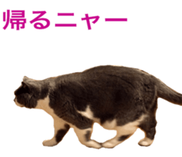 Neko's Ume-san Sticker sticker #15839130