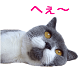 Neko's Ume-san Sticker sticker #15839131