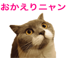 Neko's Ume-san Sticker sticker #15839132